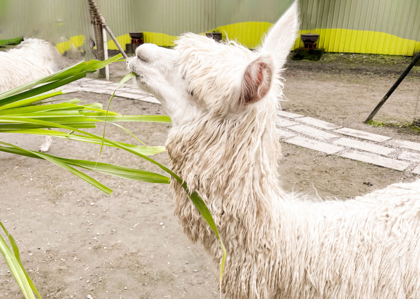 Interact with Animals in Deer Fun Farm
