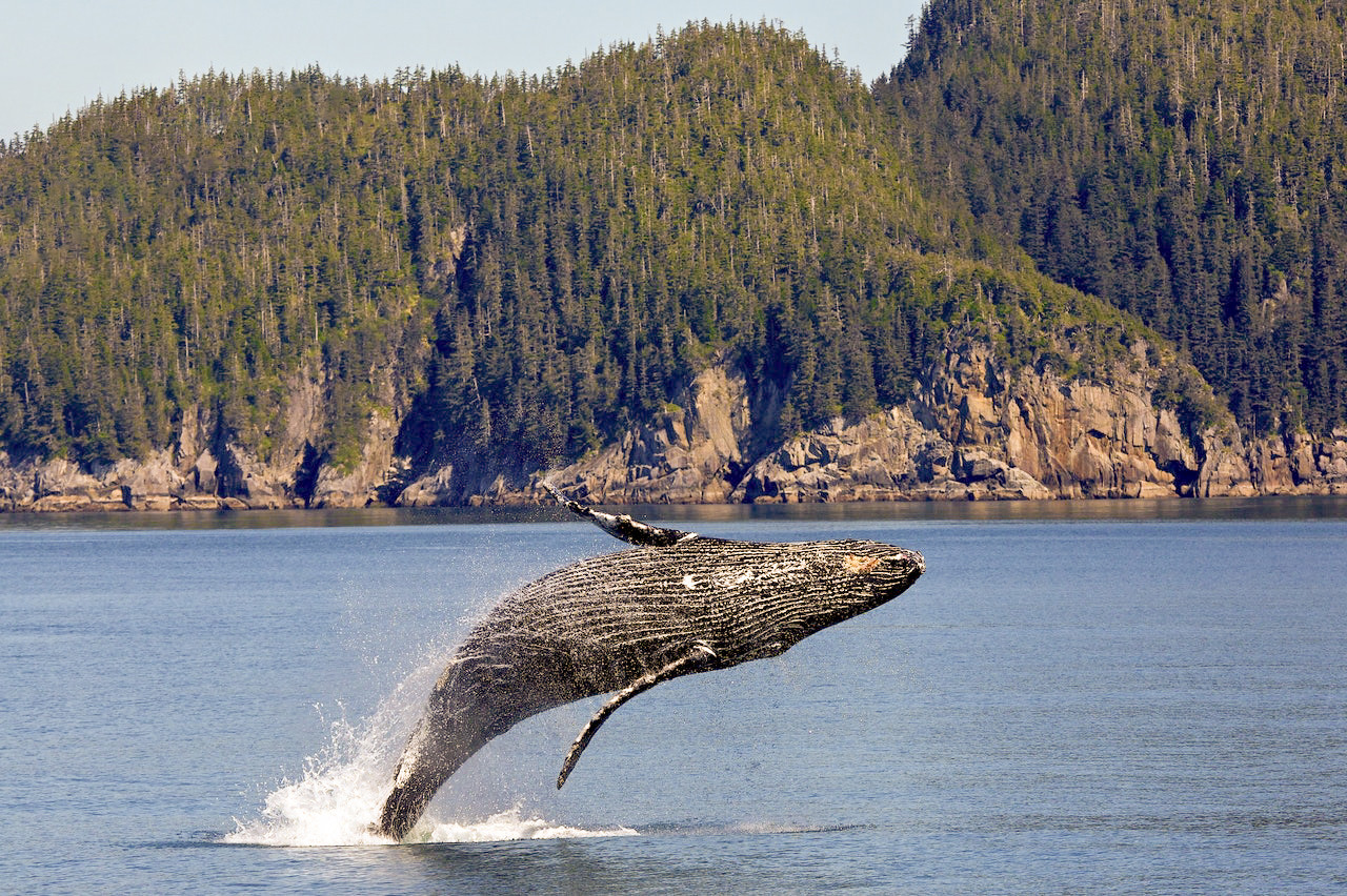 Whale Watching Season