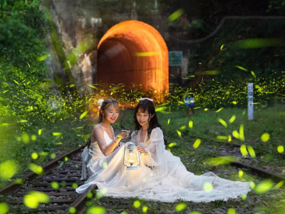 Firefly Watching on Summer Nights