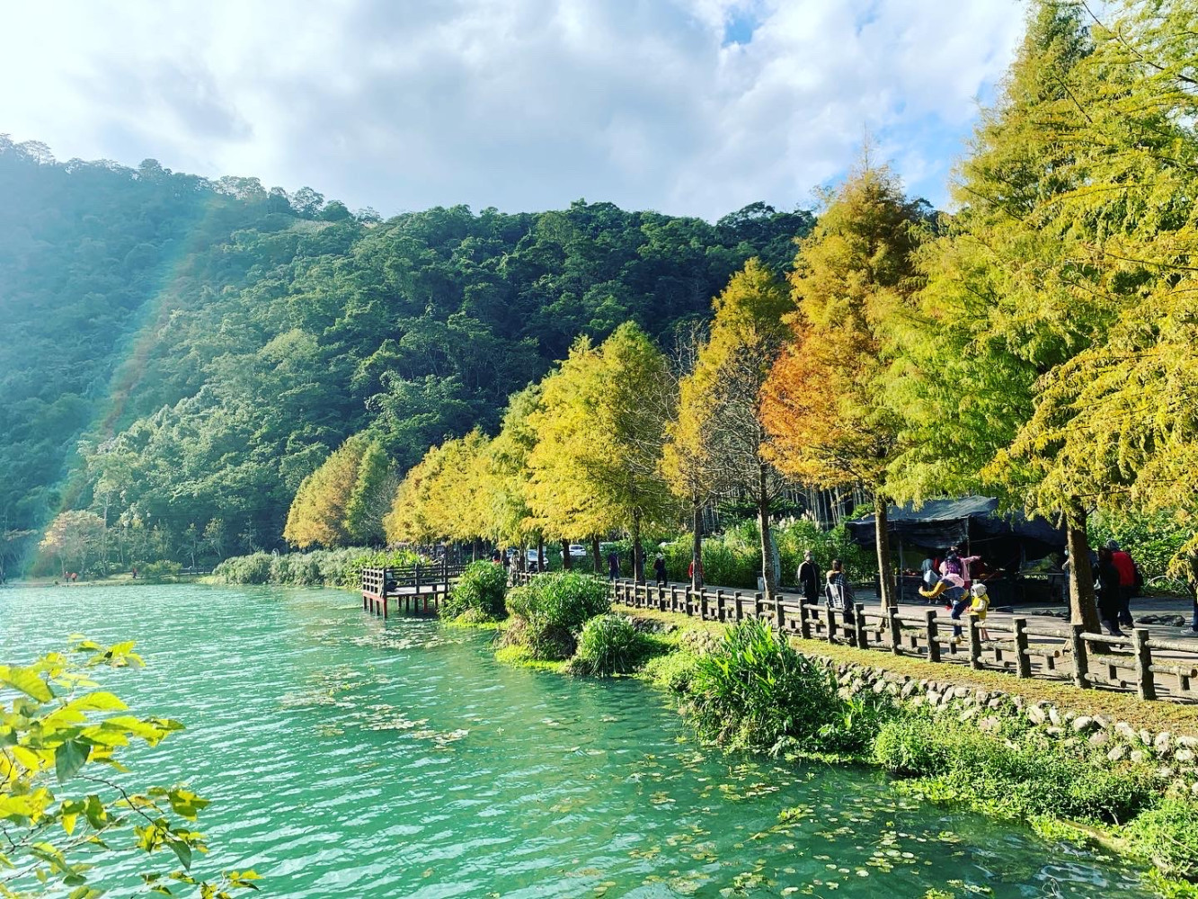 秋季宜蘭散策：落羽松與田園光影的微旅行